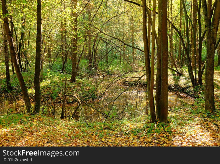 Brook In The Forest