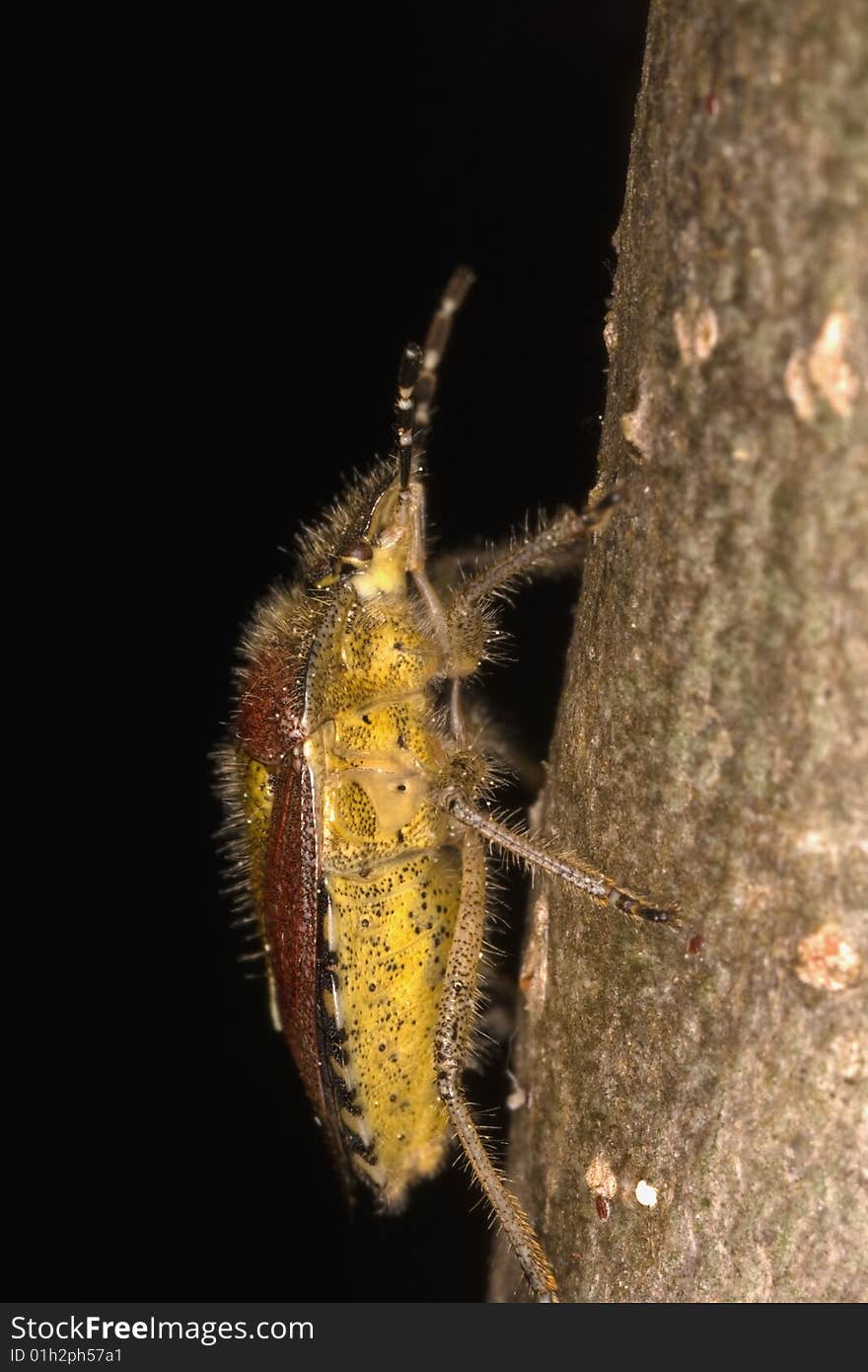 Extreme closeup of a climbing Stink Bug