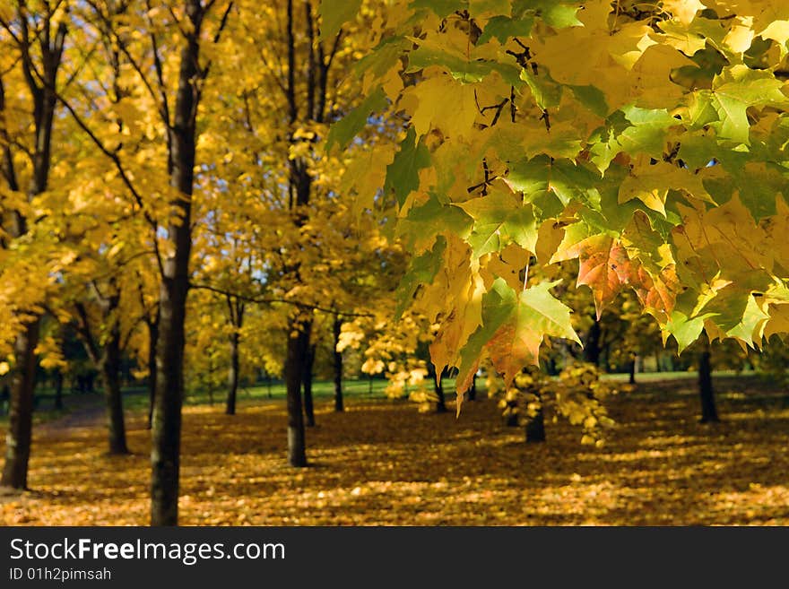 Autumn in park with gold maples. Autumn in park with gold maples