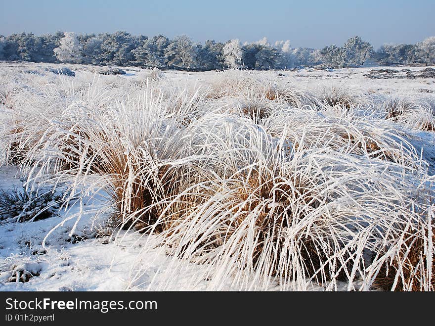 Winter landscape with frozen trees and plants