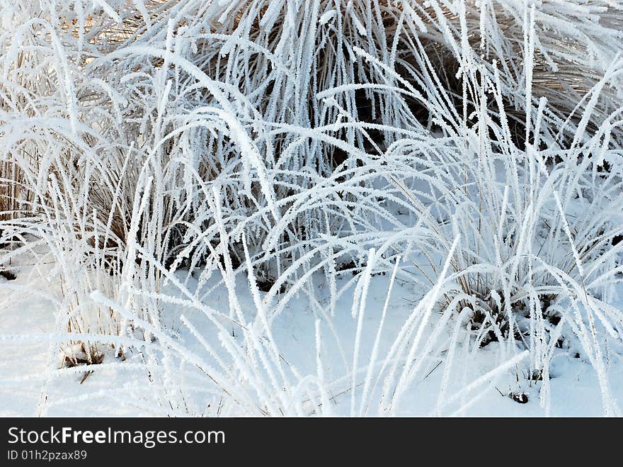 Frozen plants