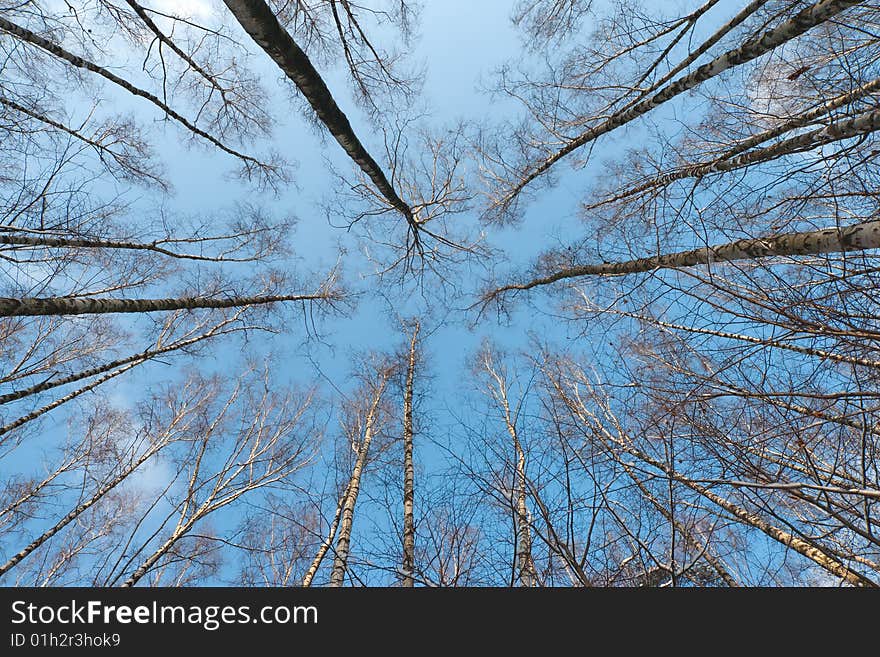 Winter tree crowns on deep blue sky. Winter tree crowns on deep blue sky