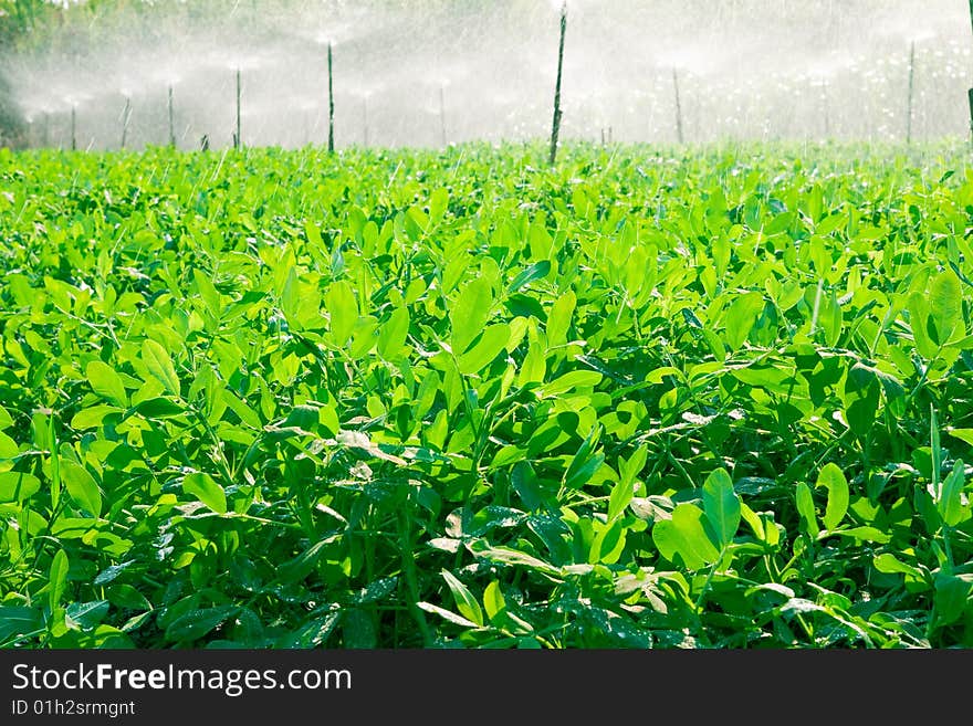 Plant watering.