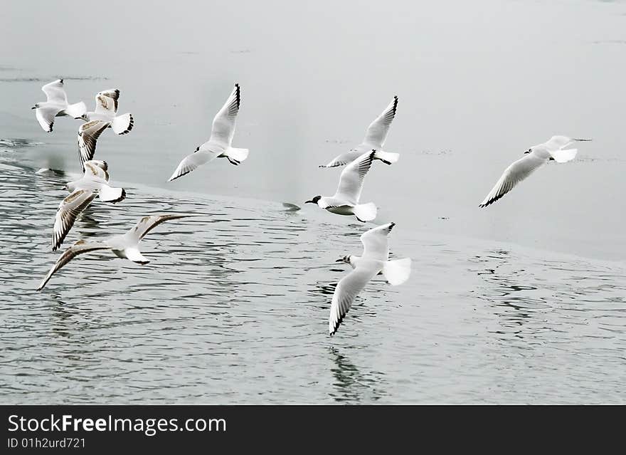 Seagulls