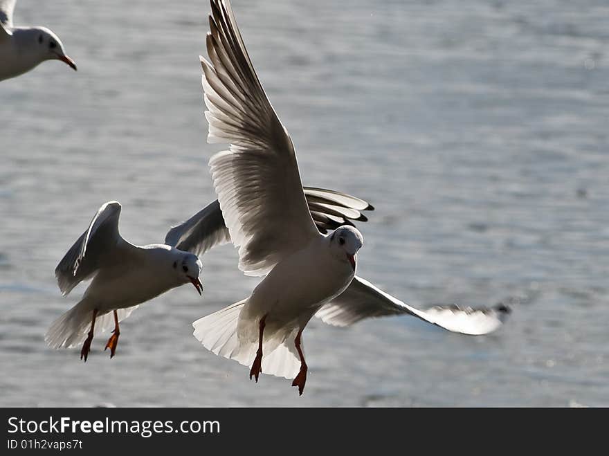 Seagulls flying above the water the sunlight coming from the back. Seagulls flying above the water the sunlight coming from the back