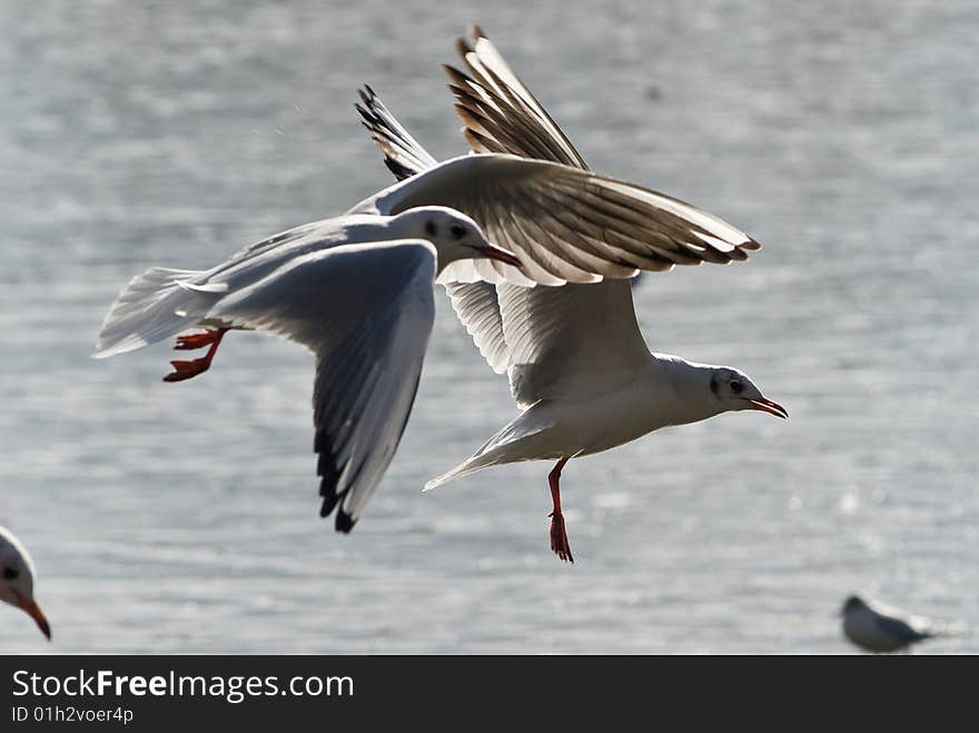 Seagulls flying above the water the sunlight coming from the back. Seagulls flying above the water the sunlight coming from the back