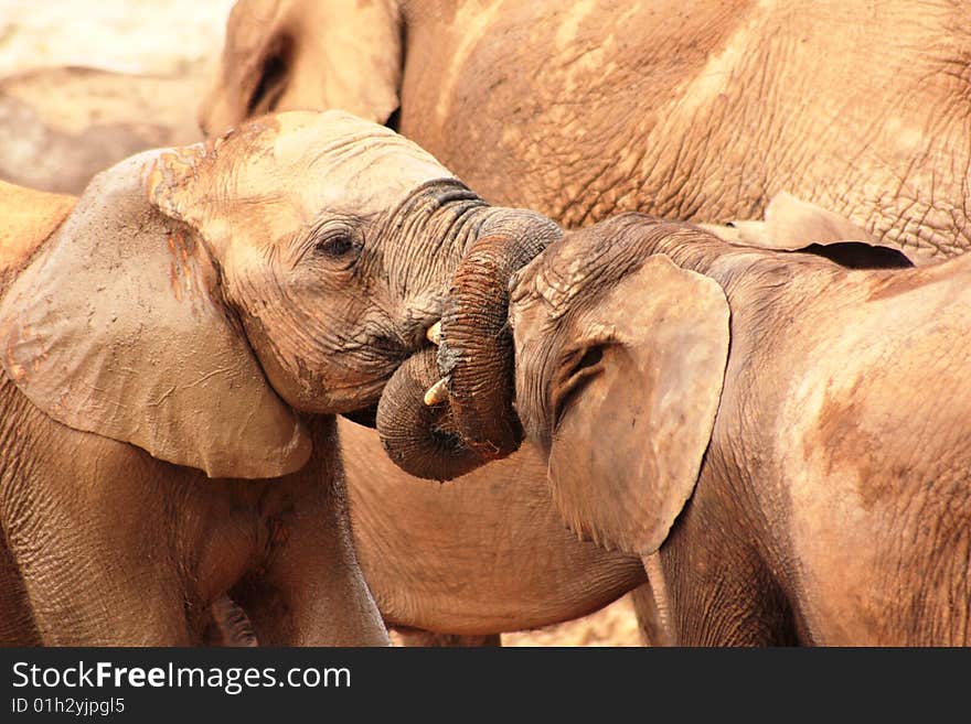 Two young elephant calves having a sparring match while sorrounded by a herd. Two young elephant calves having a sparring match while sorrounded by a herd