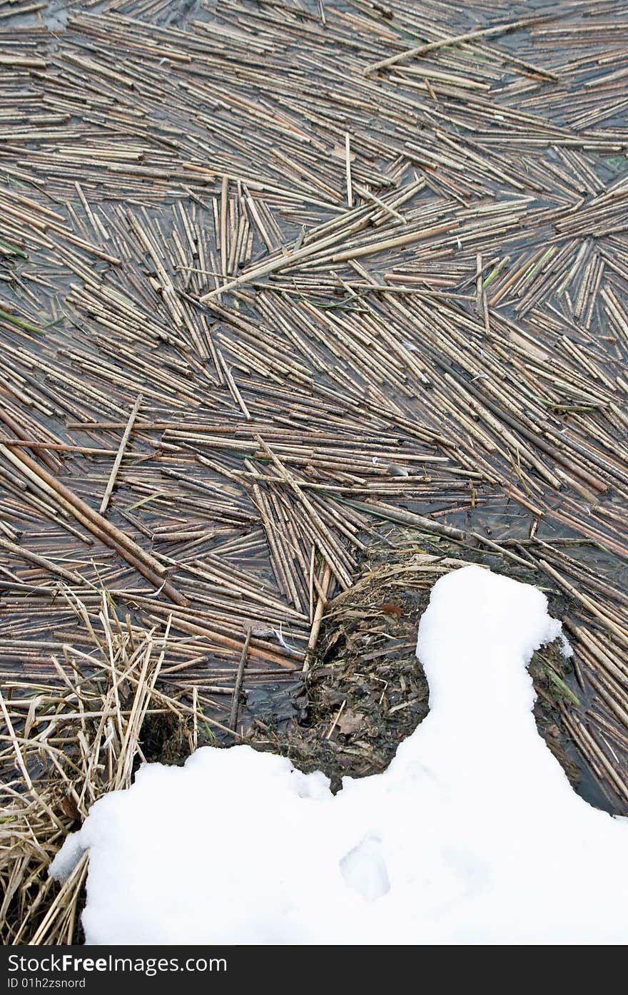 Reeds collected in a reservoir with snow. Reeds collected in a reservoir with snow