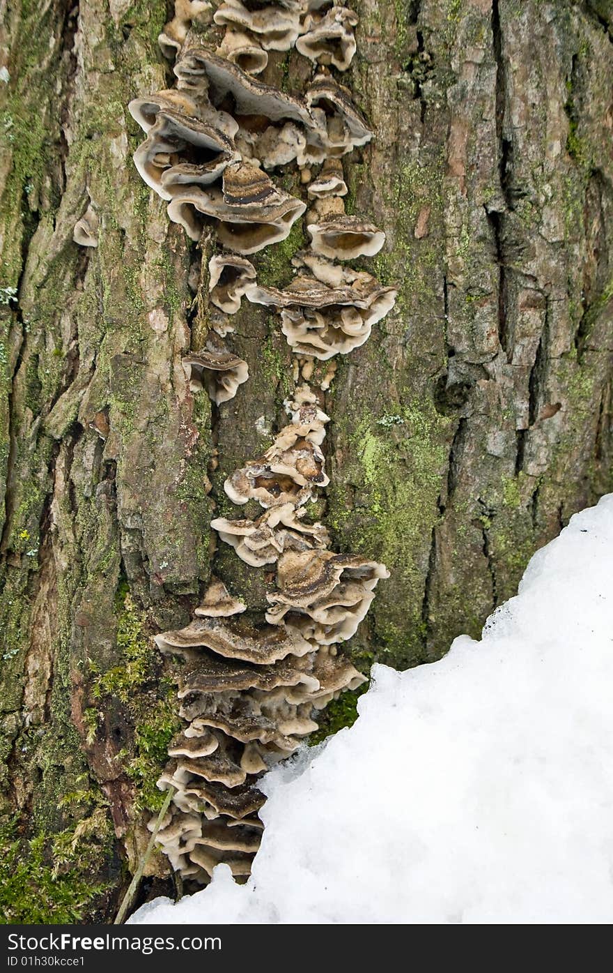 A close up of the texture of a tree trunk with a patch of snow. A close up of the texture of a tree trunk with a patch of snow