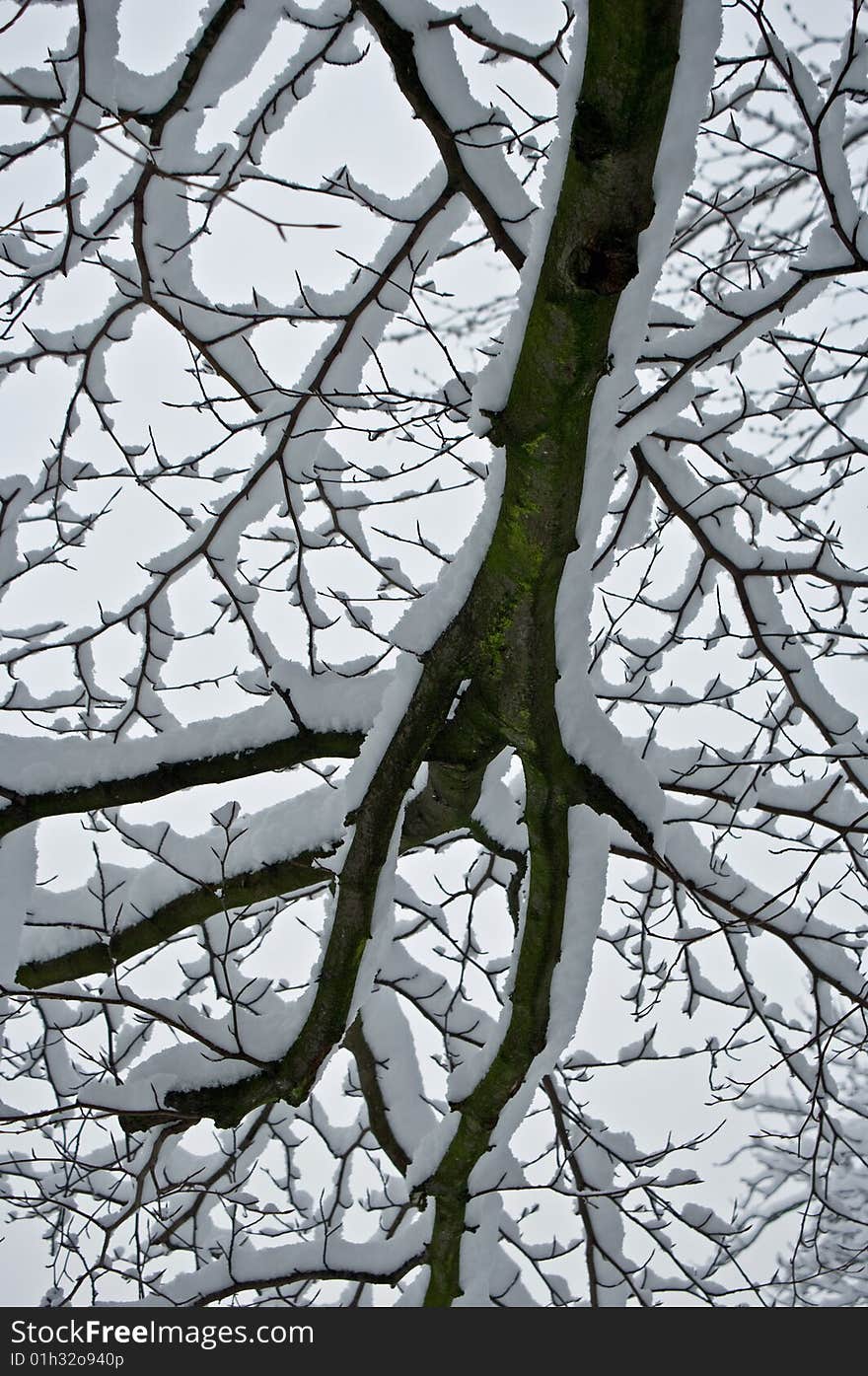 Snow On Branch