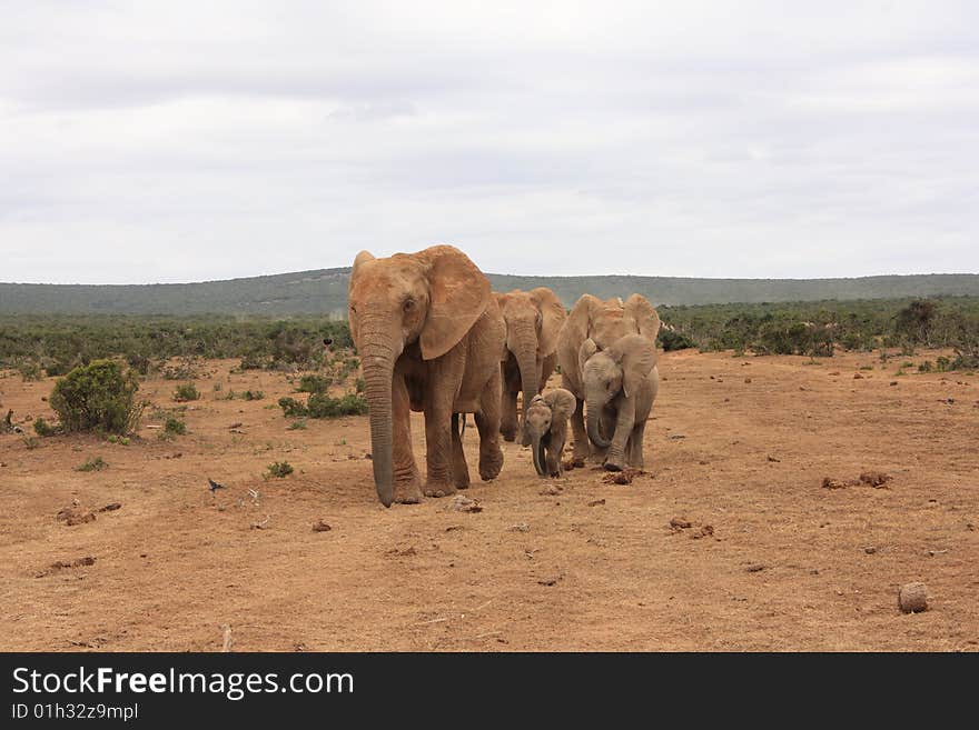 A small elephant herd walking very closely together towards a waterhole on Addo elephant park