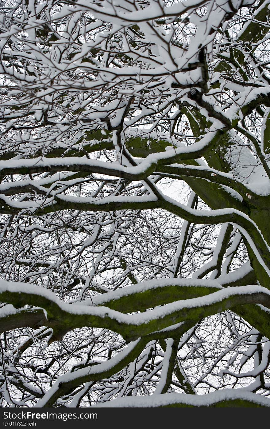 Tree Branches In Winter