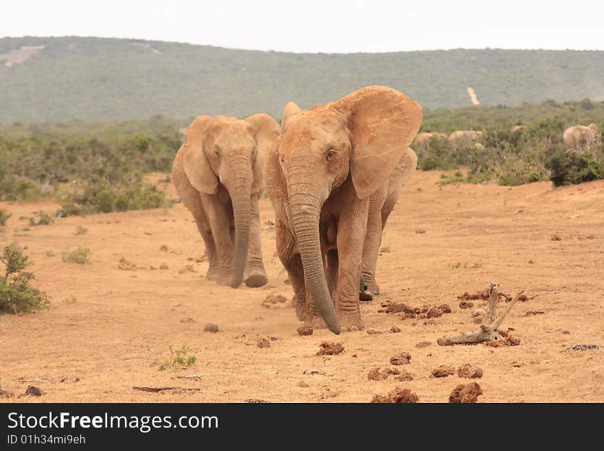 A small elephant herd walking very closely together towards a waterhole on Addo elephant park in a straight line. A small elephant herd walking very closely together towards a waterhole on Addo elephant park in a straight line