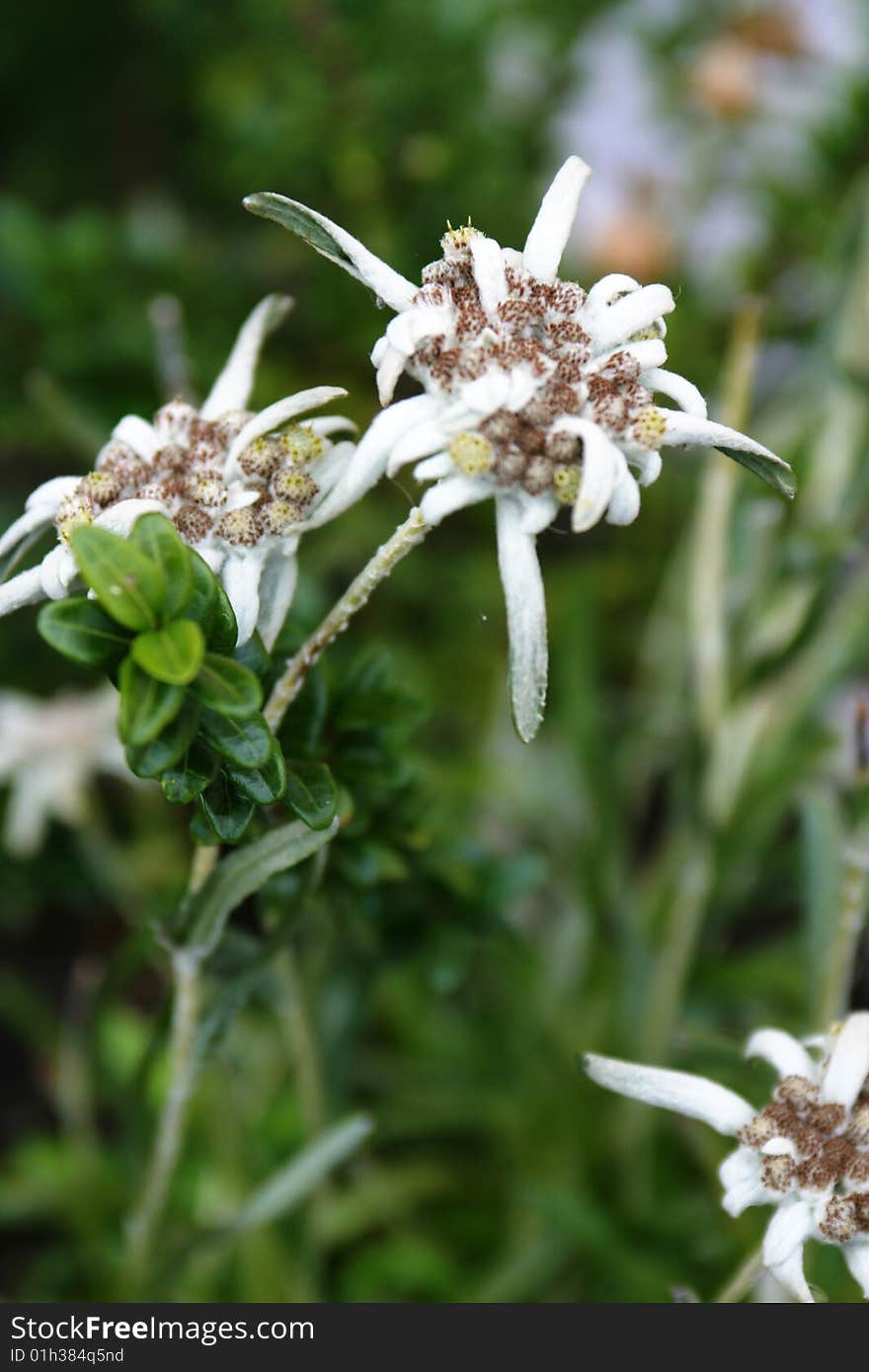 Leontopodium alpinum, woolly mountain flower from the Alps