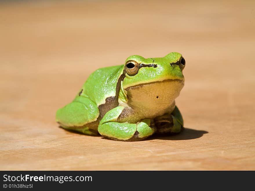 Green frog