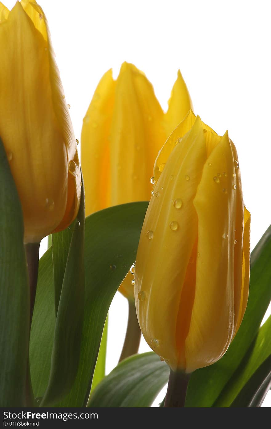 Yellow tulips and green leaves on a white background. Yellow tulips and green leaves on a white background.