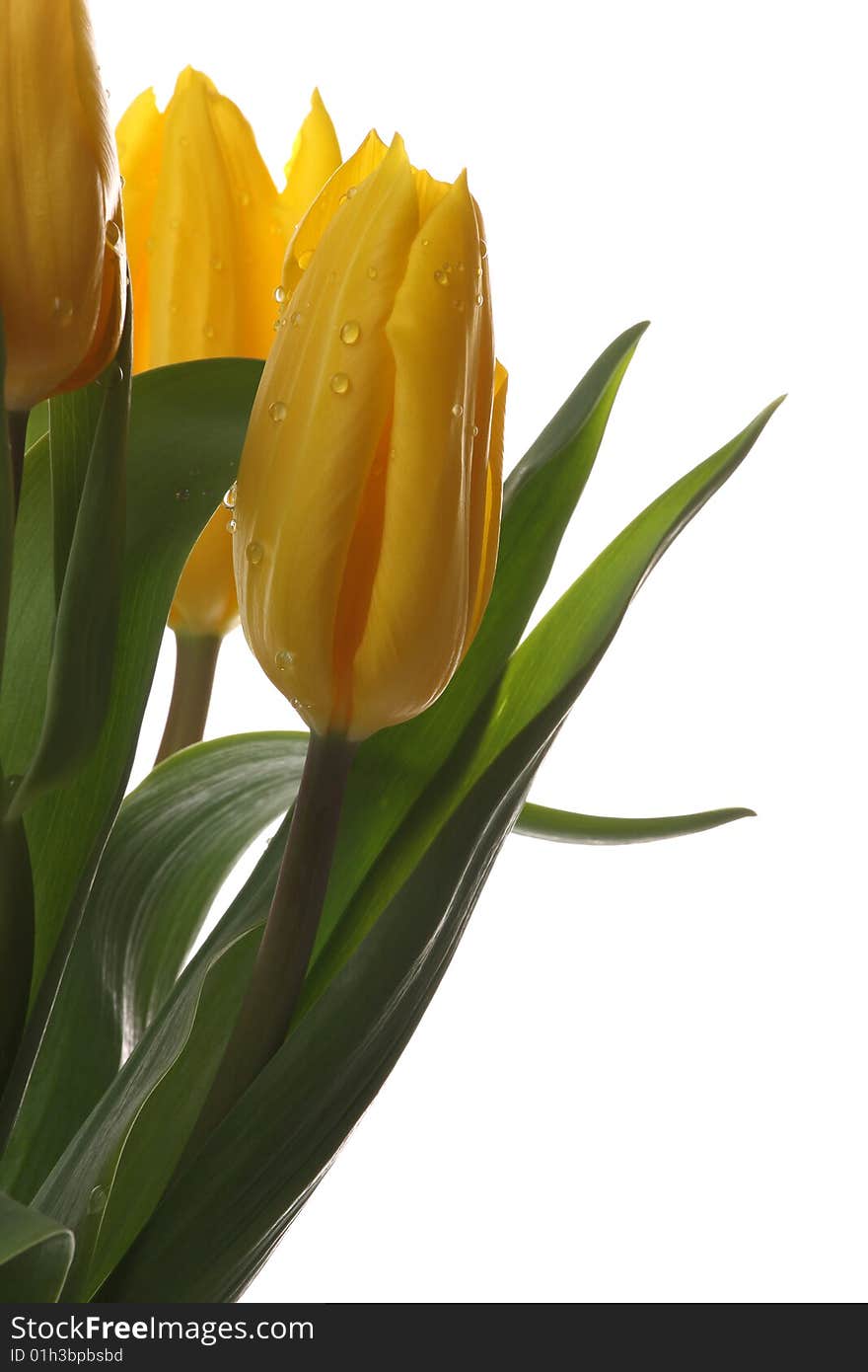 Yellow tulips on a white background. Yellow tulips on a white background.