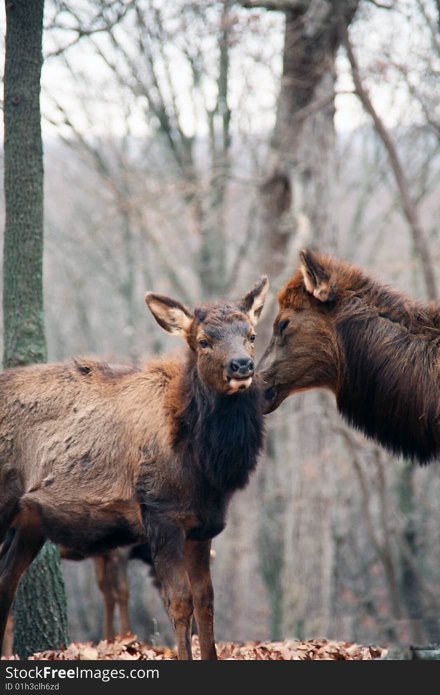 Cow elk tending her calf