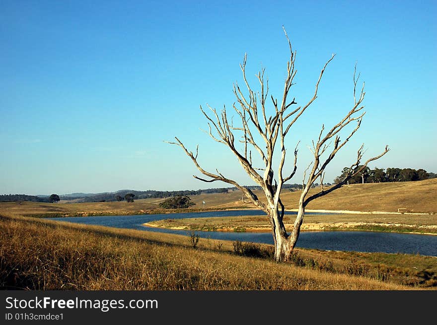 Single tree in a field with a watercourse. Single tree in a field with a watercourse