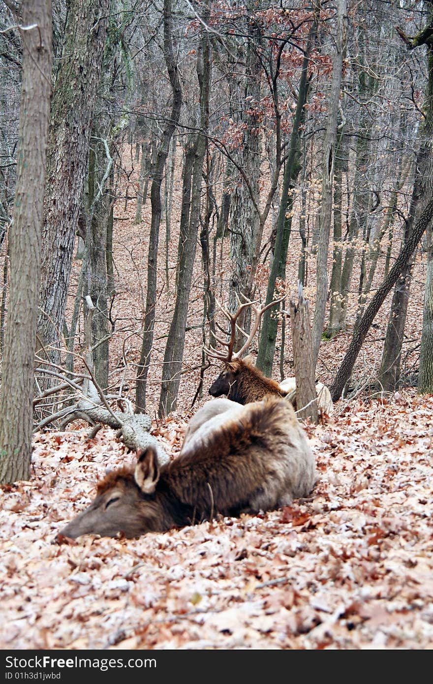 Bull elk