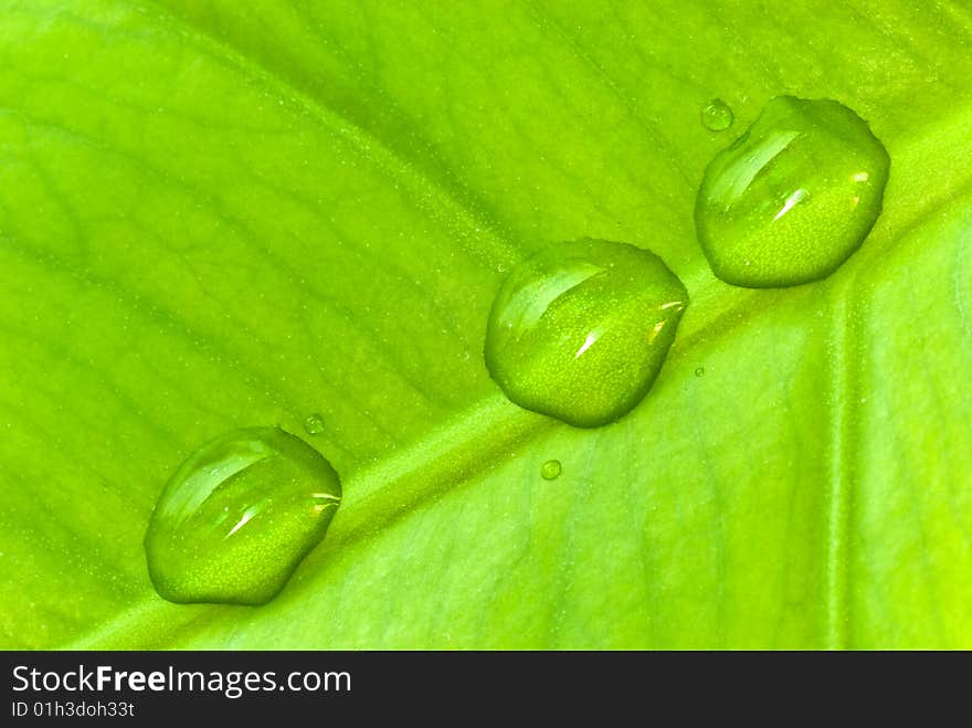 Green sheet background with raindrops. close up .