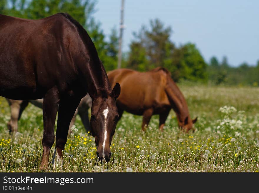 Horses