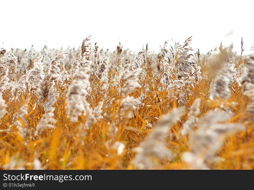 Reed field