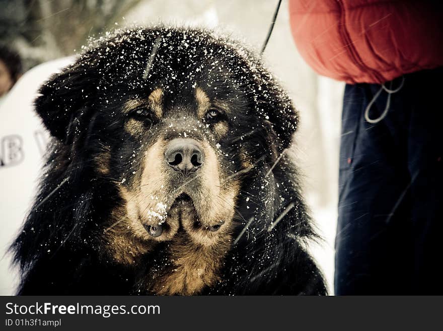 A large sad-looking dog in heavy snowfall.