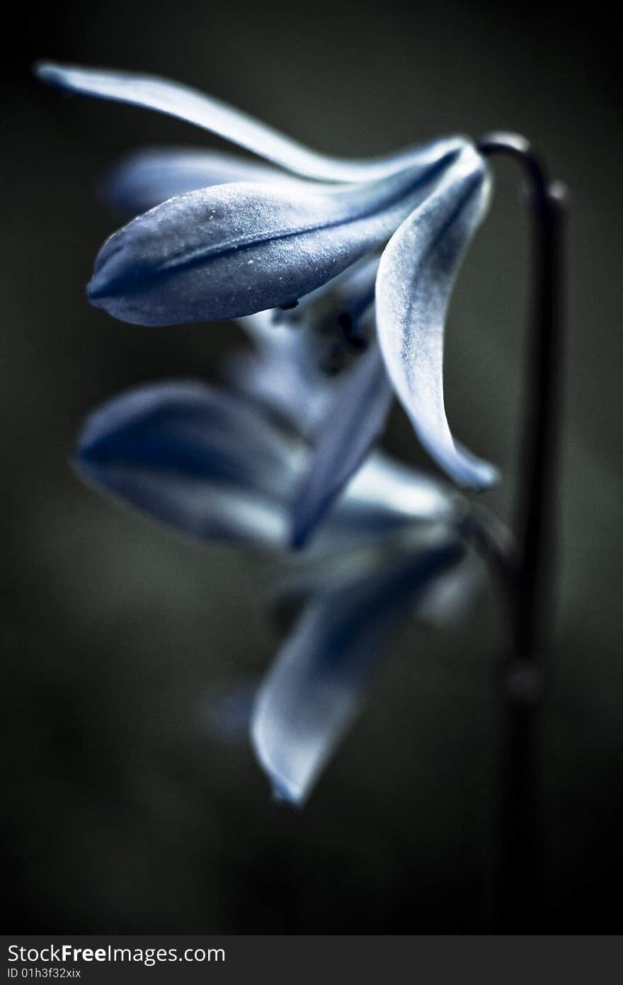 A squill in a garden.