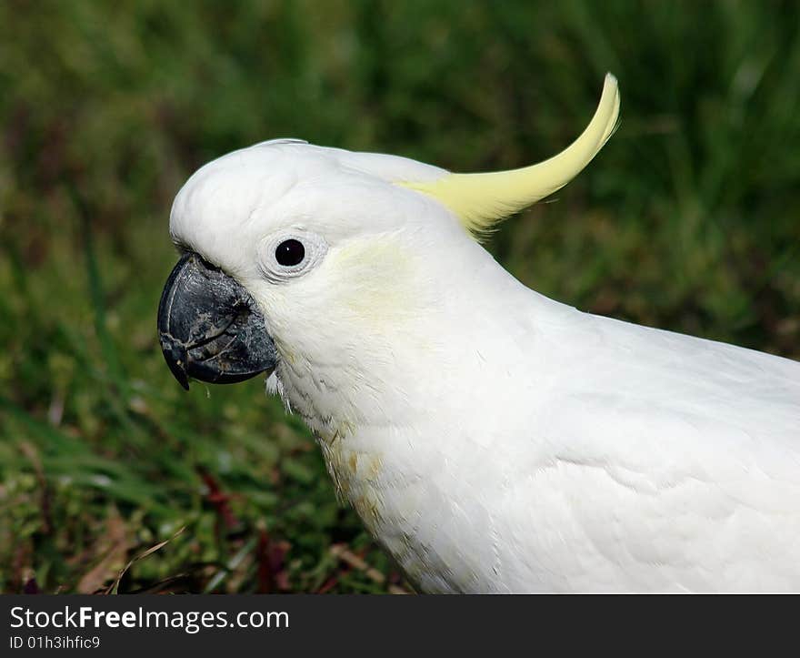 Profile of an Australian Sulfur crested cockatoo