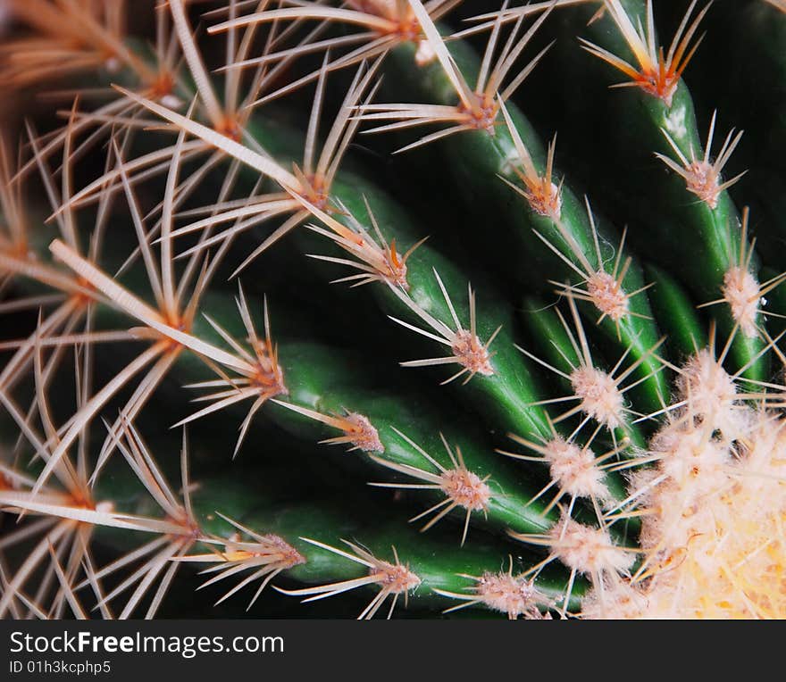 A drought-resistant species of cactus.