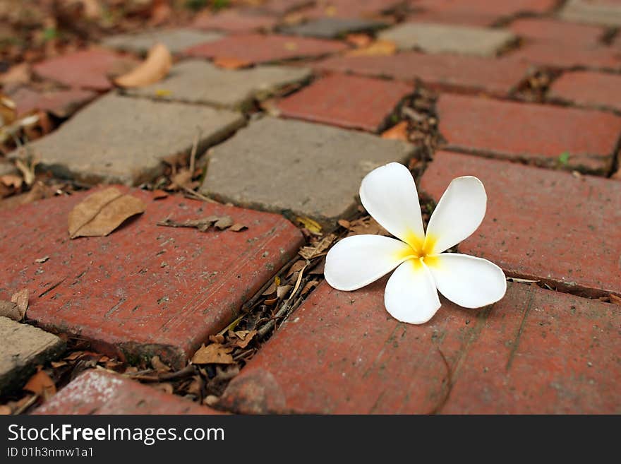 Fallen Frangipani