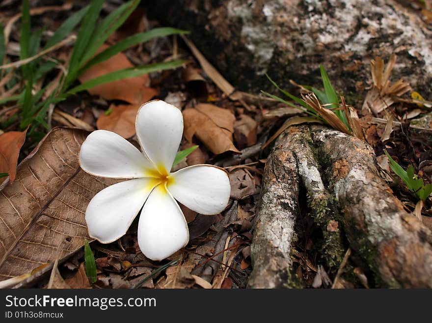 A fallen frangipani with leaves beside tree root.