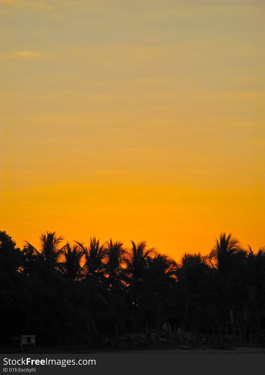 Sunrise over palm trees