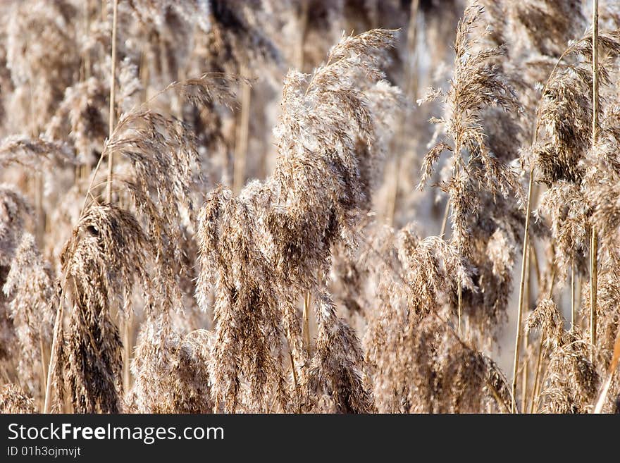 Wild flower of brown grass in autumn afternoon sun