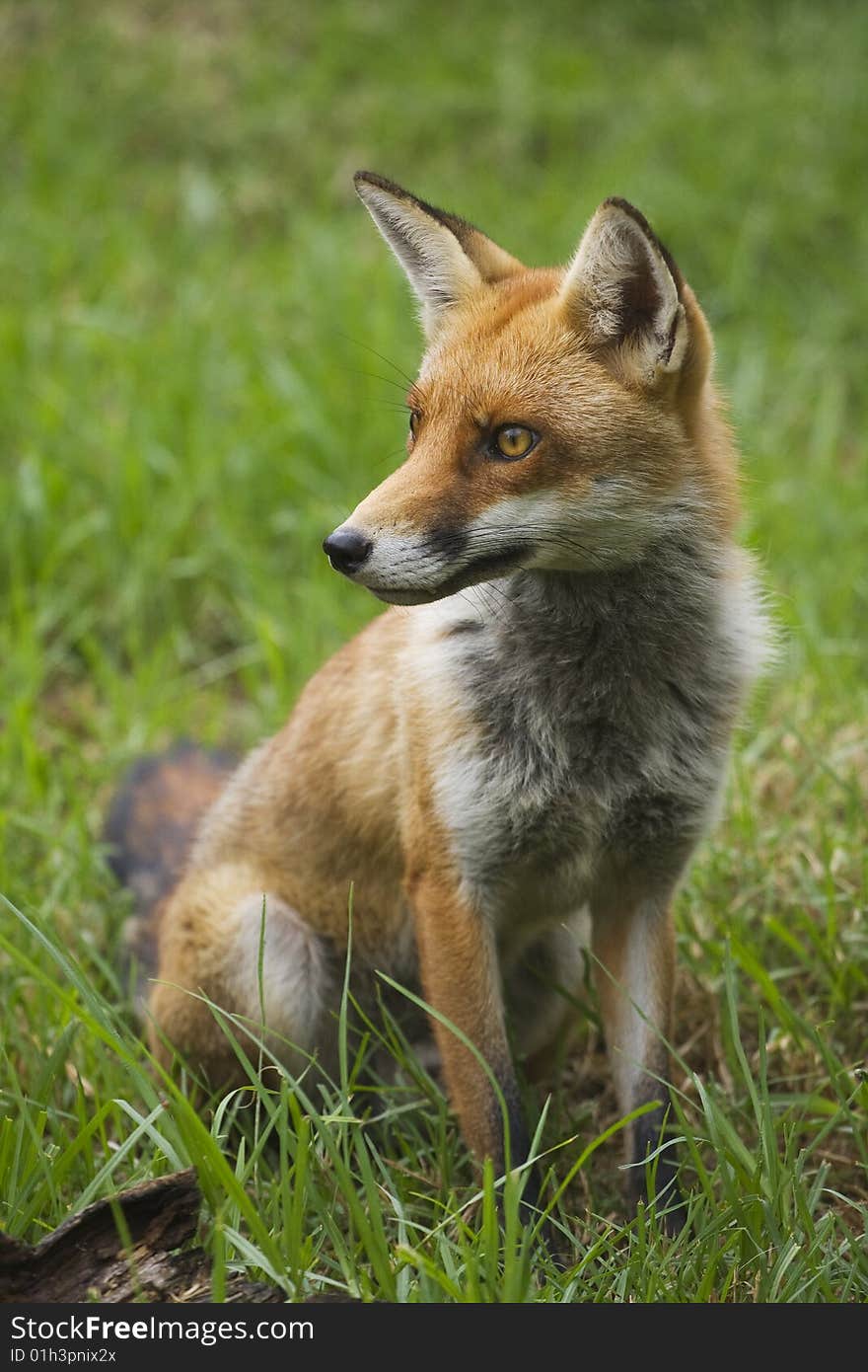 Posing Fox