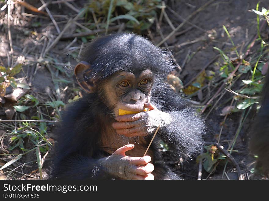 Young Chimp