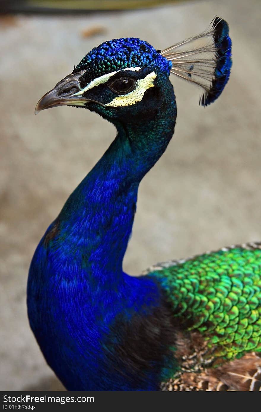 Bright multi colored peacock closeup at a zoo in America