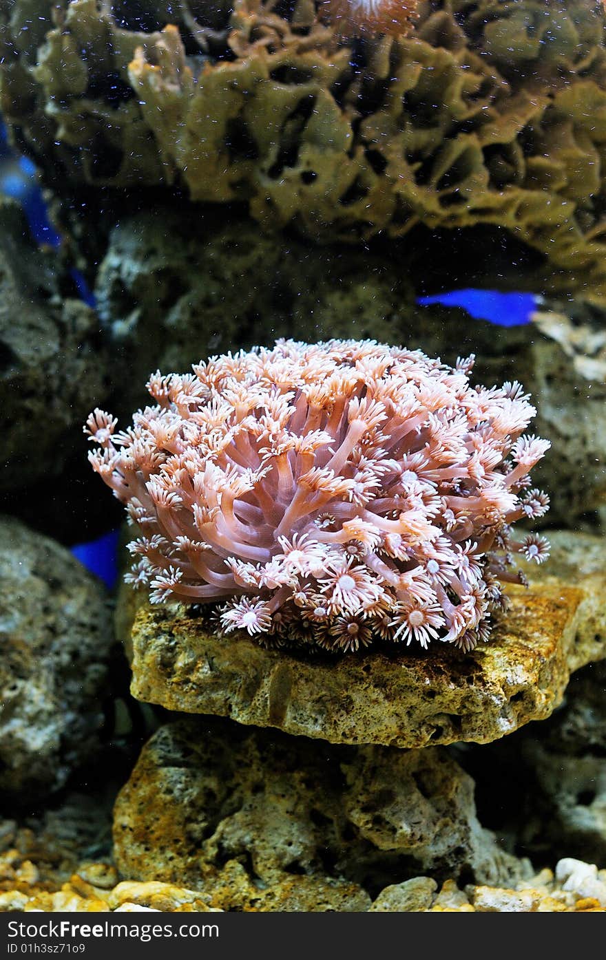 Underwater shot of coral reef