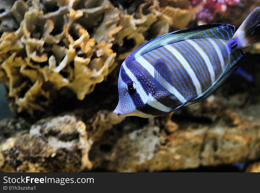 Underwater image of a tropical marine fish