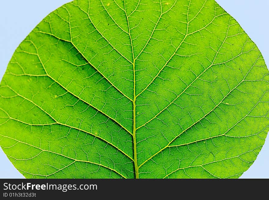 Green leaves under sunlight in spring. Green leaves under sunlight in spring