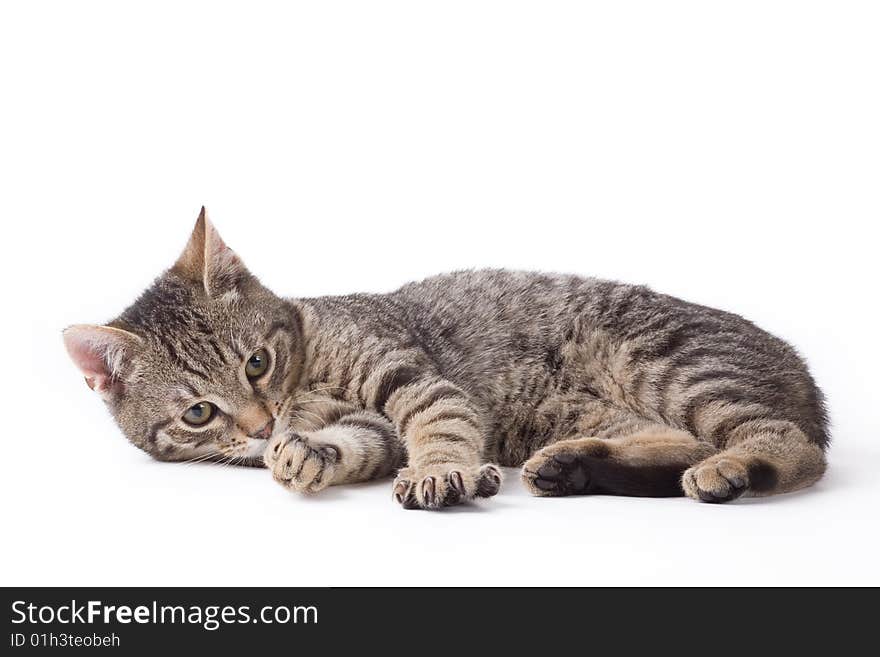 Striped kitten, isolated on white