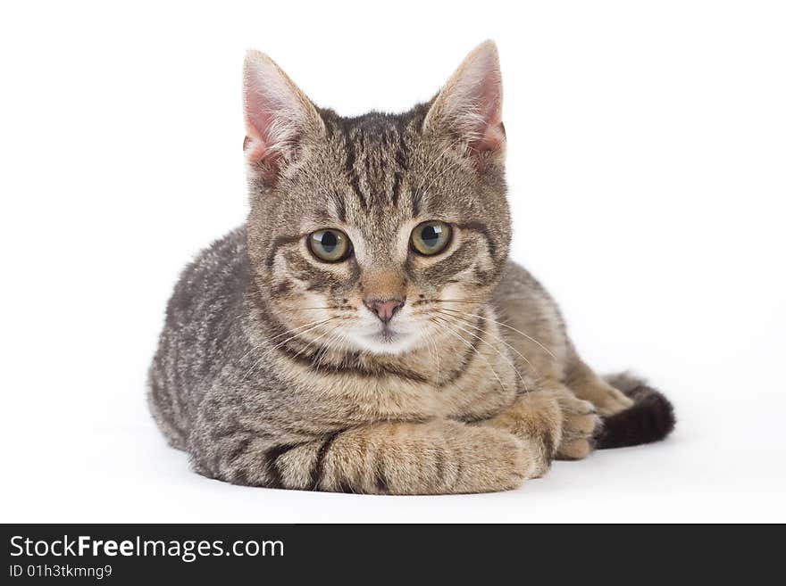 Striped kitten, isolated