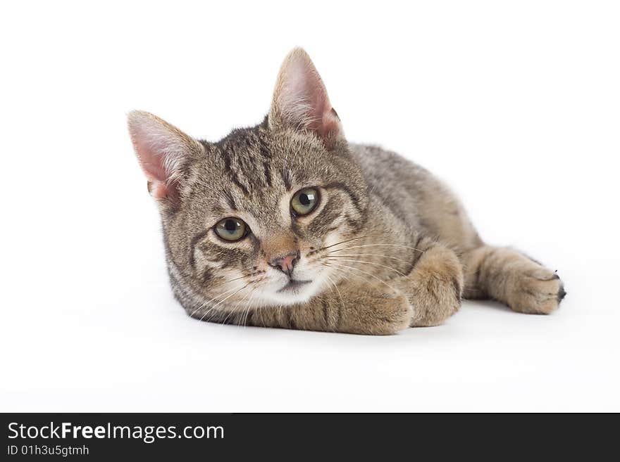 Striped kitten, isolated on white