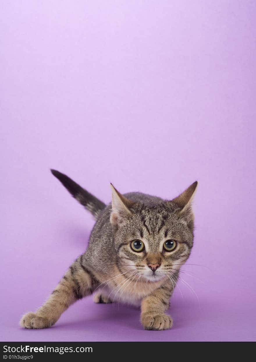 Striped kitten, isolated on purple