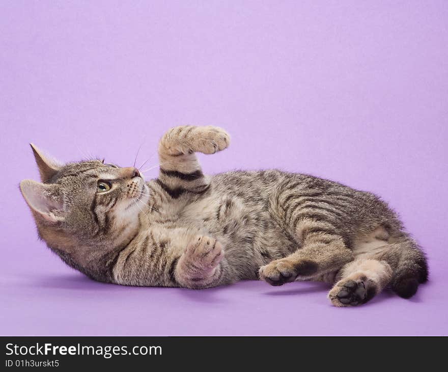 Striped kitten, isolated