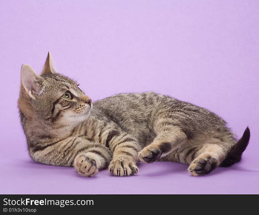 Striped kitten, isolated on purple