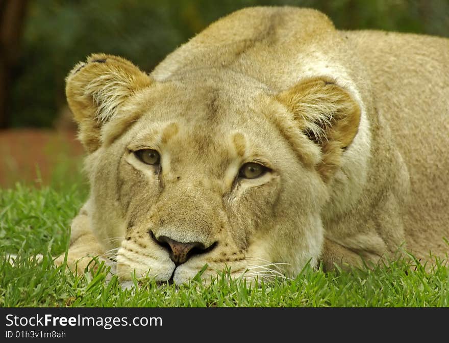 Lioness