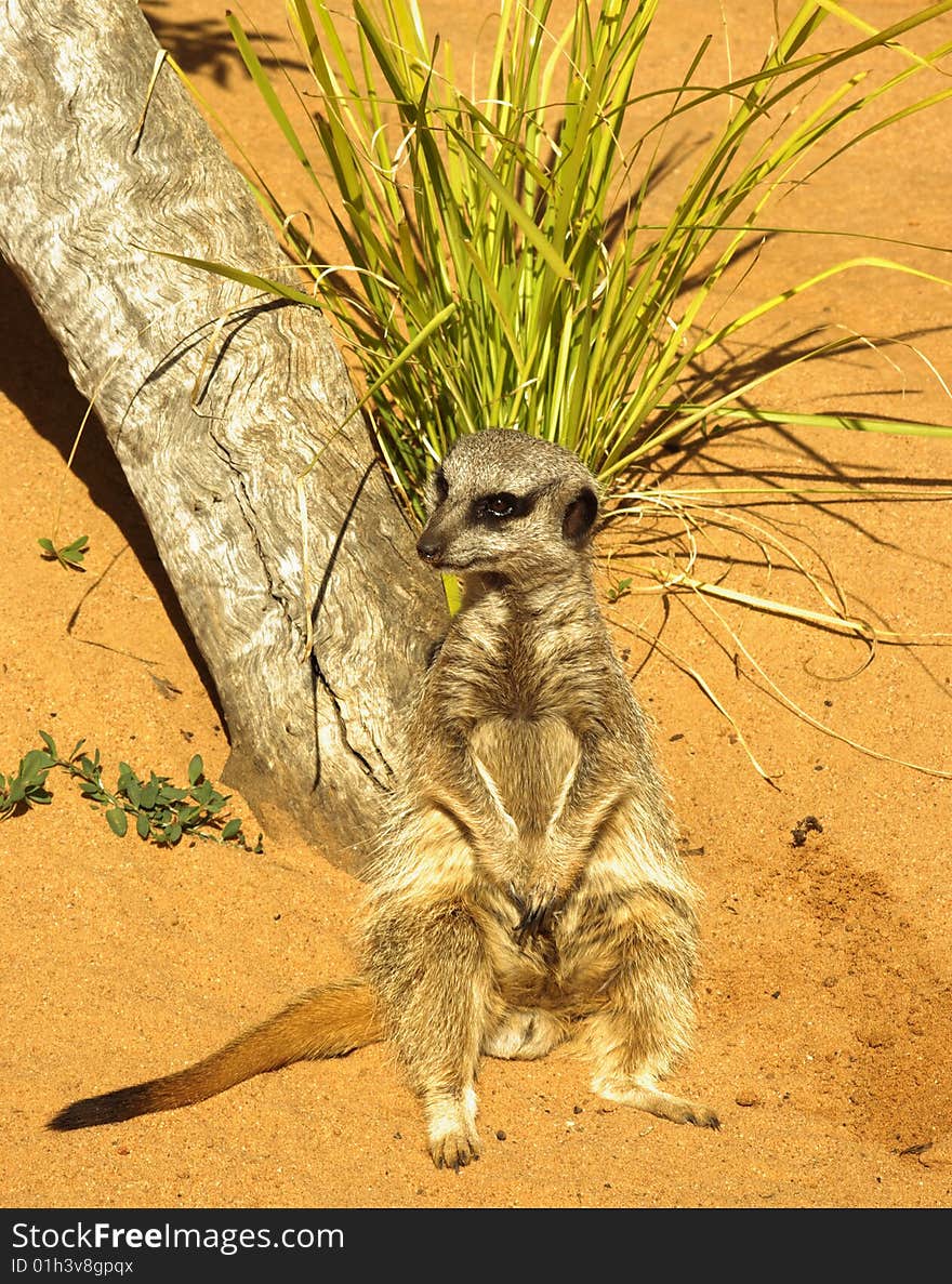 A Meerkat sitting up, watching to its' right.