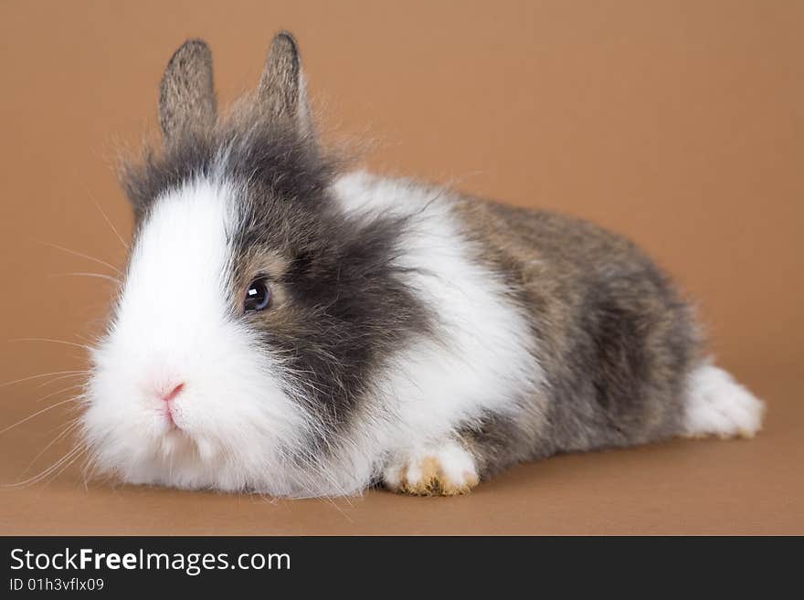 Spotted bunny isolated on brown background